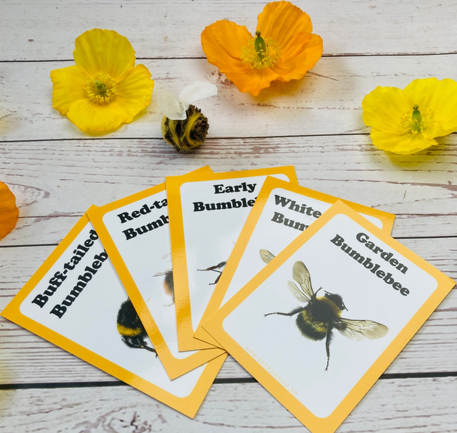 Bee Discovery Cards – Rubbastuff