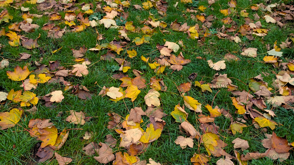 Leave the Leaves! Don't dump your leaf litter!