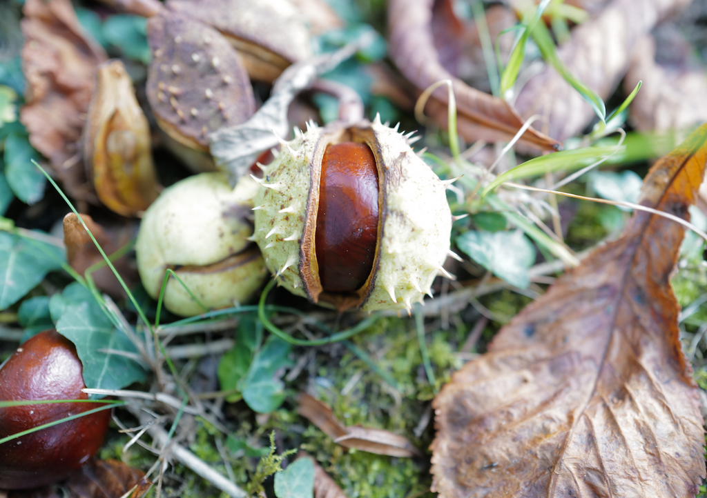 5 of our best reasons to collect conkers this Autumn
