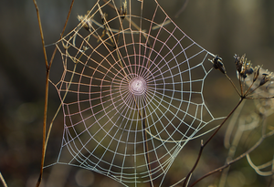 5 interestingly named UK spider species to look out for this autumn