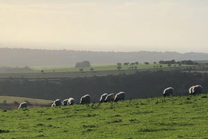 Sunday on the South Downs