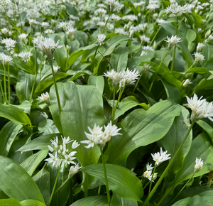 Can you smell the wild garlic?