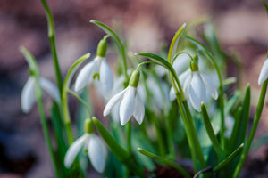 February wildflower spotting