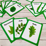 Tree Leaf Identification Cards