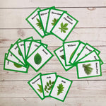 Tree Leaf Identification Cards