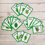 Tree Leaf Identification Cards