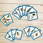 Garden Birds Discover Cards