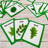 Double pack – tree leaf identification cards