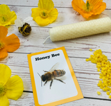Bee Discovery Cards